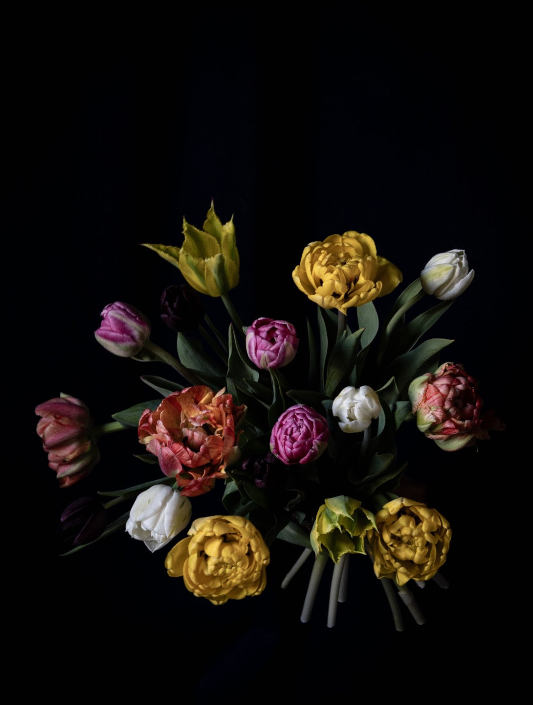 Garden Tulips